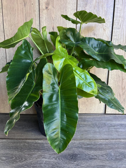 Bees Plant Hub Philodendron | Indoor Plant