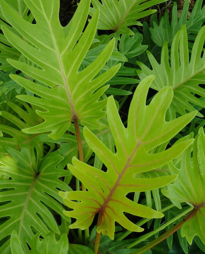 Bees Plant Hub Philodendron Xanadu Gold Indoor / Outdoor Live Plant