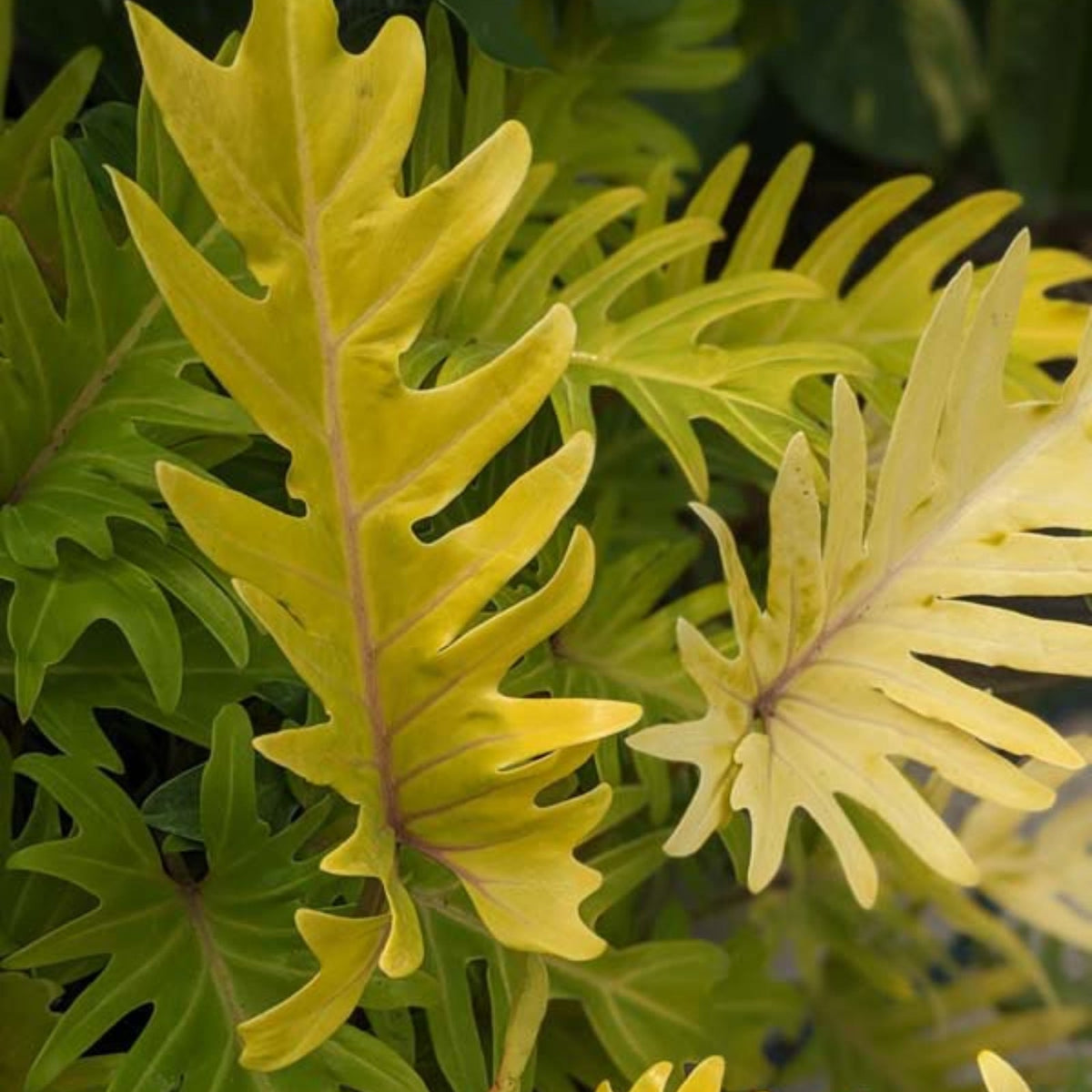 Bees Plant Hub Philodendron Xanadu Gold Indoor / Outdoor Live Plant