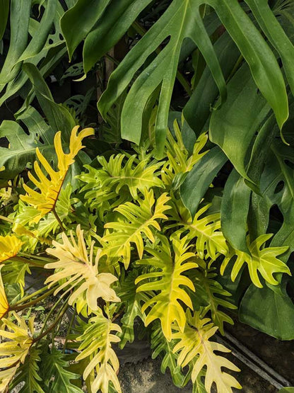 Bees Plant Hub Philodendron Xanadu Gold Indoor / Outdoor Live Plant