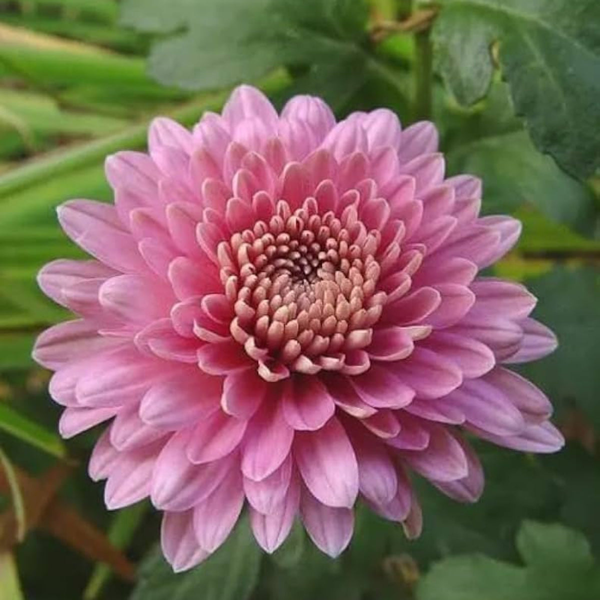 Bees Plant Hub Dwarf Light Pink Chrysanthemum Flowering Live Plant - Pot with Flowers