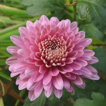 Bees Plant Hub Dwarf Light Pink Chrysanthemum Flowering Live Plant - Pot with Flowers