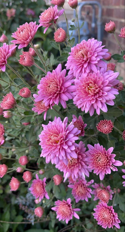 Bees Plant Hub Dwarf Light Pink Chrysanthemum Flowering Live Plant - Pot with Flowers