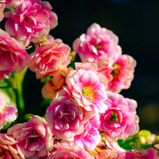 Bees Plant Hub Pink Kalanchoe (Blossfeldiana) All Time Flowering Live Plant
