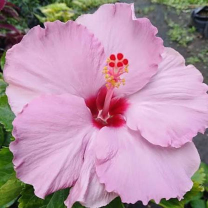 Bees Plant Hub Hibiscus Pink Hybrid All Time Flowering Live Plant