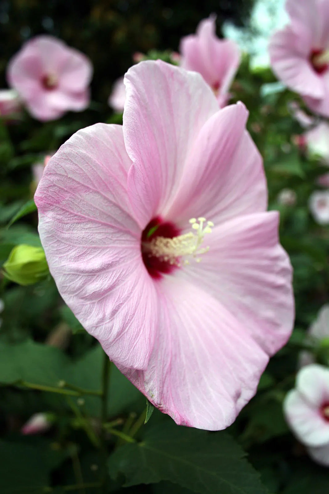 Bees Plant Hub Hibiscus Pink and White Double Shade Hybrid Flowering Live Plant