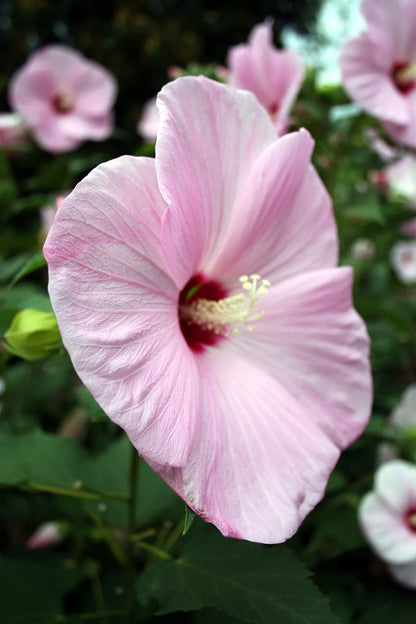 Bees Plant Hub Hibiscus Pink and White Double Shade Hybrid Flowering Live Plant