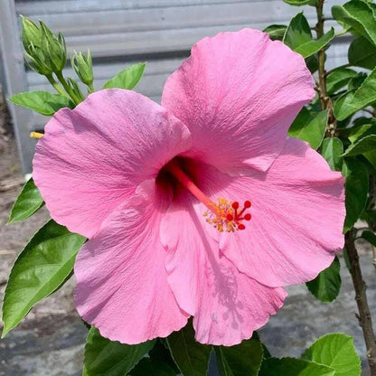 Bees Plant Hub Hibiscus Pink Hybrid All Time Flowering Live Plant