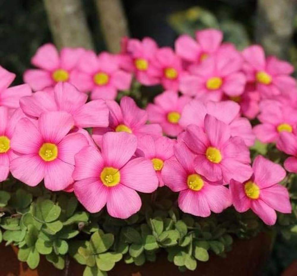 Bees Plant Hub Oxalis Pink with Green Leaves Flowering Live Plant