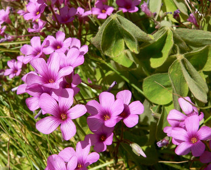 Bees Plant Hub Oxalis Pink with Green Leaves Flowering Live Plant