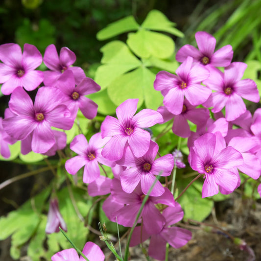 Bees Plant Hub Oxalis Pink with Green Leaves Flowering Live Plant