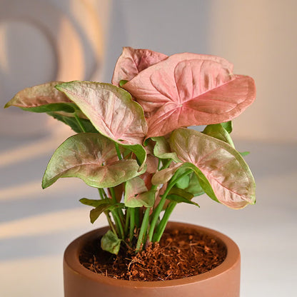 Bees Plant Hub Pink Syngonium | Indoor Plant