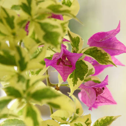 Bees Plant Hub Bougainvillea Pink (Paper Flower) Variegated Leaves Flowering Live Plant