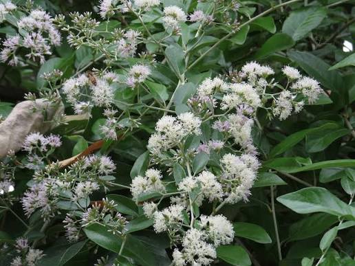 Bees Plant Hub Curtain Creeper (Tarlmounia elliptica) Ornamental Live Plant