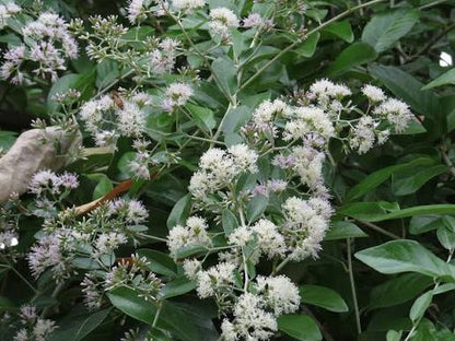 Bees Plant Hub Curtain Creeper (Tarlmounia elliptica) Ornamental Live Plant