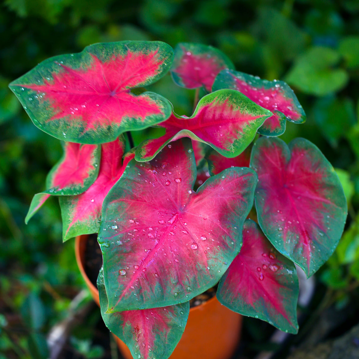 Bees Plant Hub Caladium (Heart of Jesus) Ornamental Live Plant