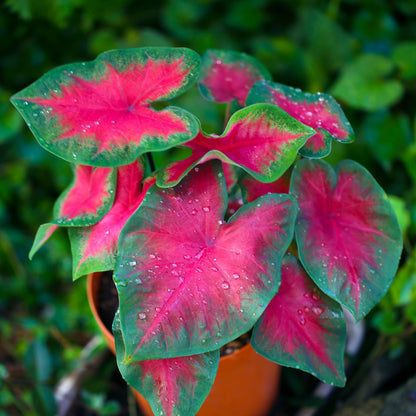 Bees Plant Hub Caladium (Heart of Jesus) Ornamental Live Plant