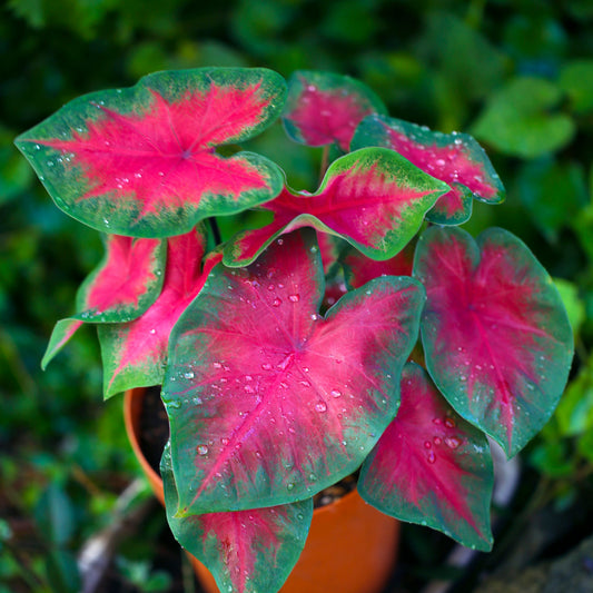 Bees Plant Hub Caladium (Heart of Jesus) Ornamental Live Plant