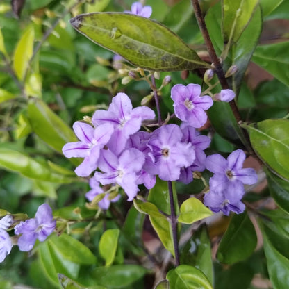 Bees Plant Hub Duranta Erecta Purple Flower with Yellow (Gold Mound) Leaves Ornamental Live Plant