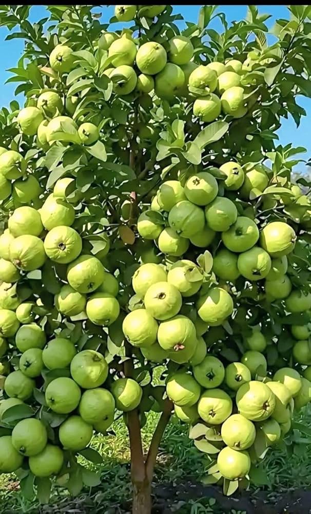 Bees Plant Hub L 49 Guava Live Plant