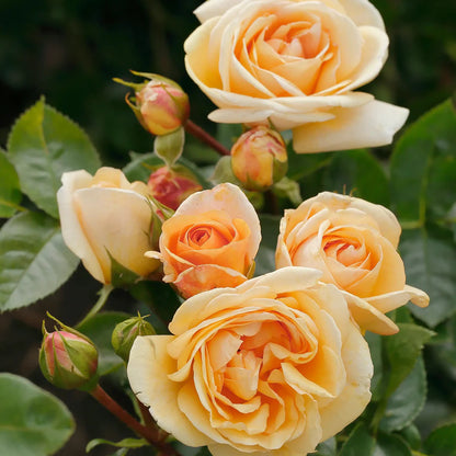 Bees Plant Hub 7 Days Rose Live Plant - Yellow