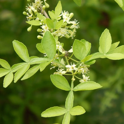 Bees Plant Hub 9 leaves  Maha Vilvam/ Bilva (Aegle marmelos) Live Plant
