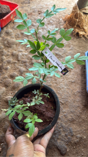 Bees Plant Hub 9 leaves  Maha Vilvam/ Bilva (Aegle marmelos) Live Plant
