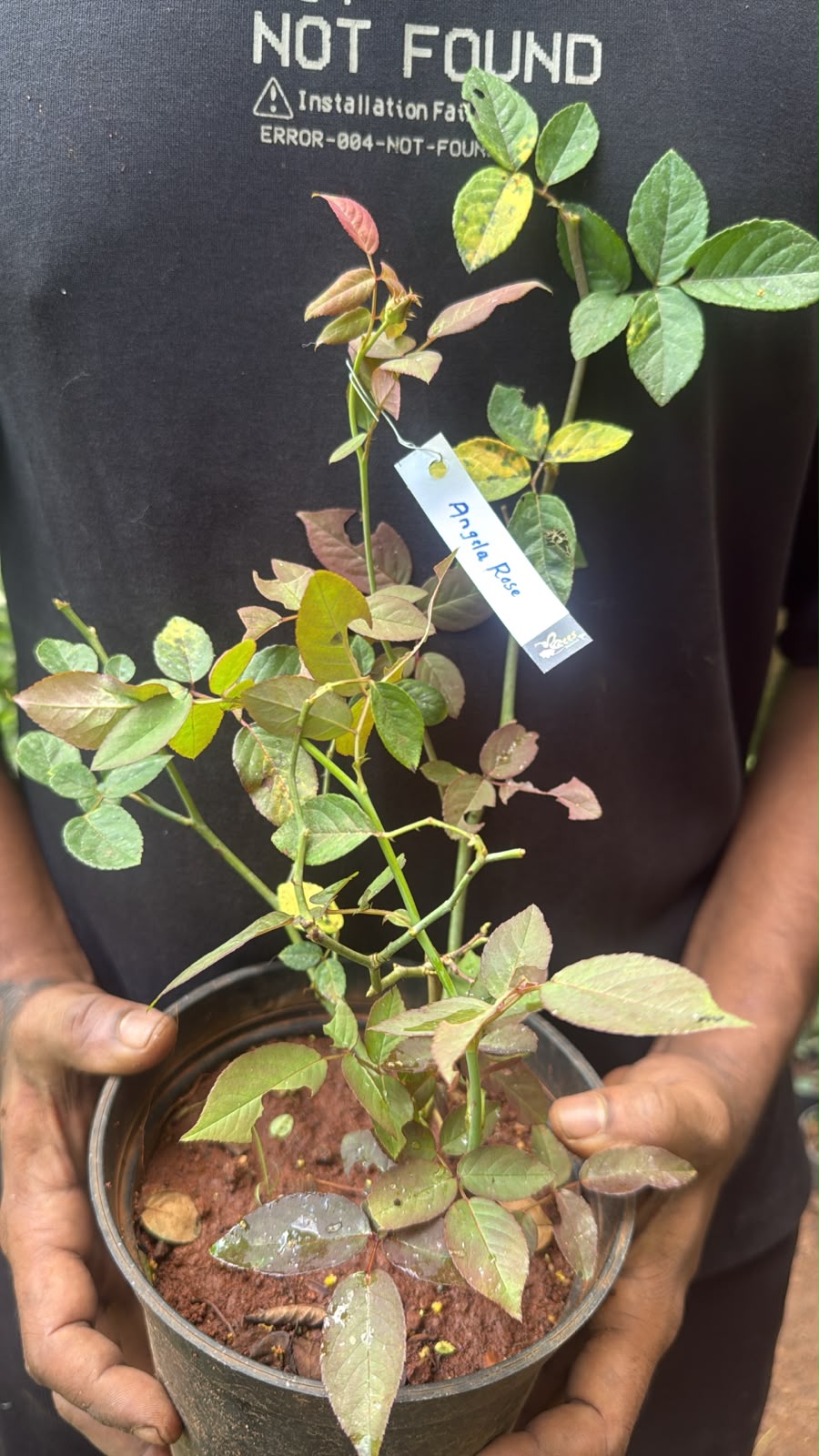 Bees plant Hub- Fragrant Angela Climbing Rose Live Plant