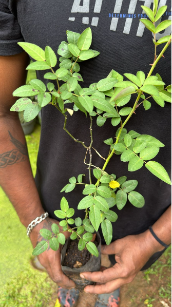 Bees plant Hub- Fragrant Angela Climbing Rose Live Plant
