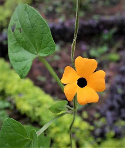 Bees Plant Hub Black Eyed Susan Yellow /Thunbergia alata All Time Flowering Live Plant