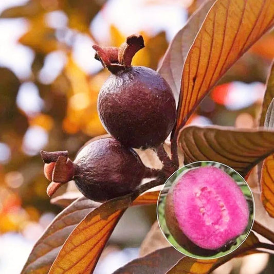 Bees Plant Hub Black Guava Live Plant (Psidium Guajava)