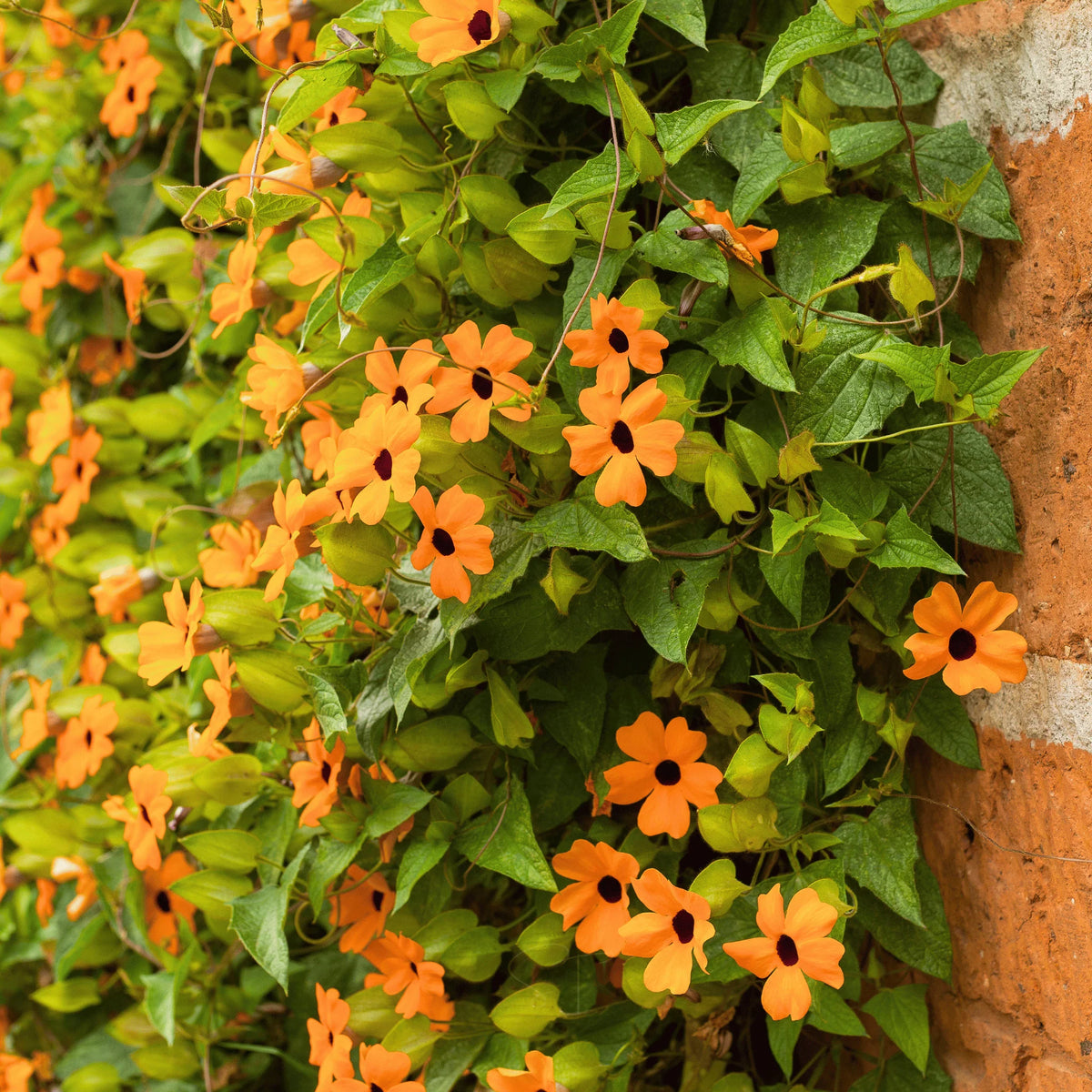 Bees Plant Hub Black Eyed Susan Yellow /Thunbergia alata All Time Flowering Live Plant