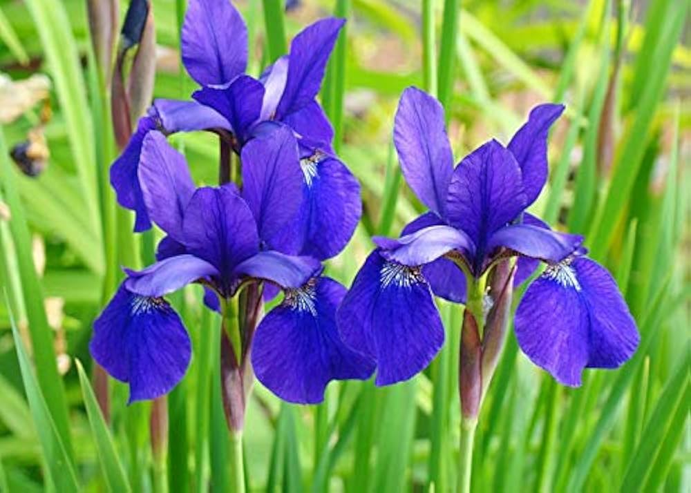 Bees Plant Hub Purple Iris (Iris versicolor) All Time Flowering Live Plant