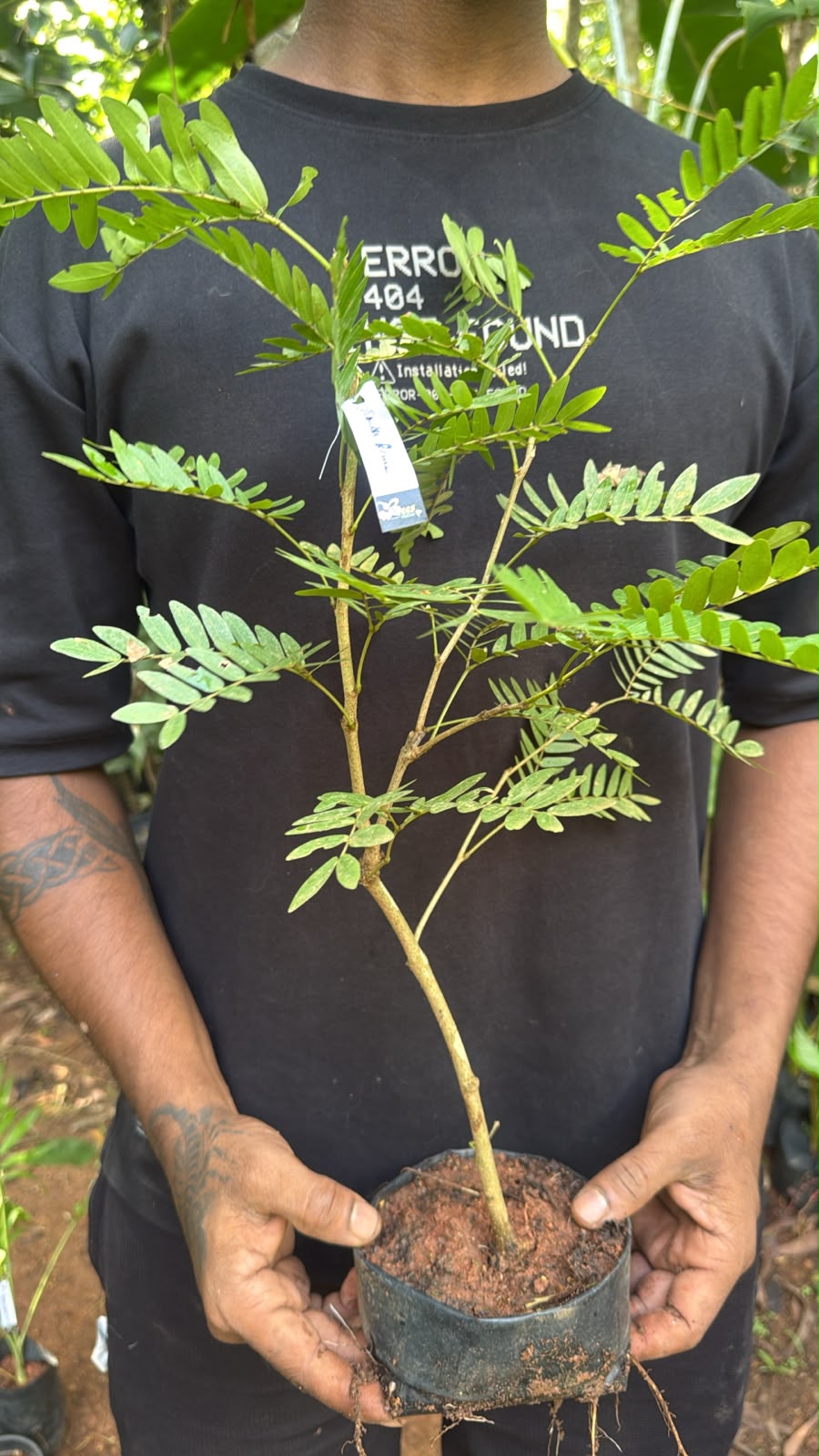 Bees Plant Hub Calliandra / Powderpuff  Bonsai Tree  Live Plant