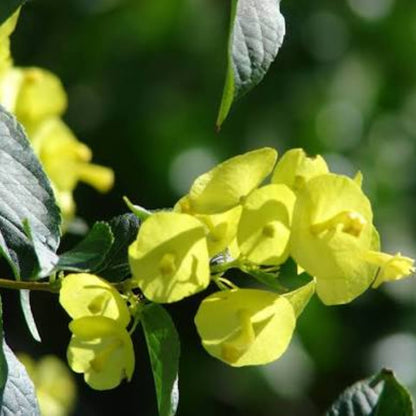Bees Plant Hub Yellow Chinese Hat (Holmskioldia) All Time Flowering Live Plant