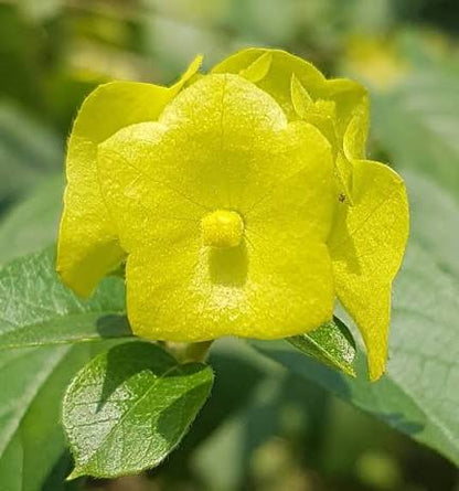 Bees Plant Hub Yellow Chinese Hat (Holmskioldia) All Time Flowering Live Plant