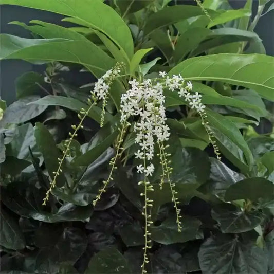 Bees Plant Hub Chithraxylam Spinosum Fragrant (Fiddlewood) Flowering Live Plant