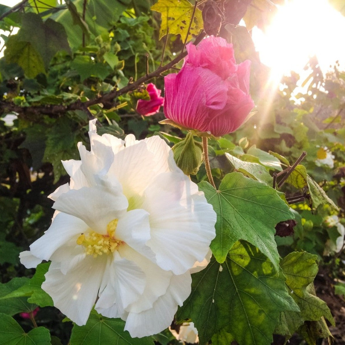 Bees Plant Hub Colour Changing Rose (Hibiscus mutabilis) Flowering Live Plant