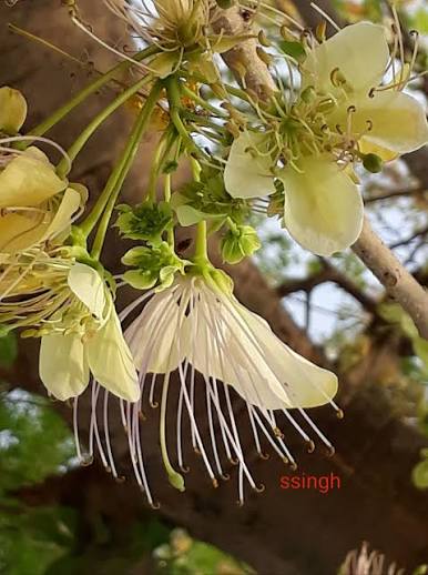 Bees Plant Hub Sacred Garlic Pear (Crateva religiosa) Rare Flowering Live Plant