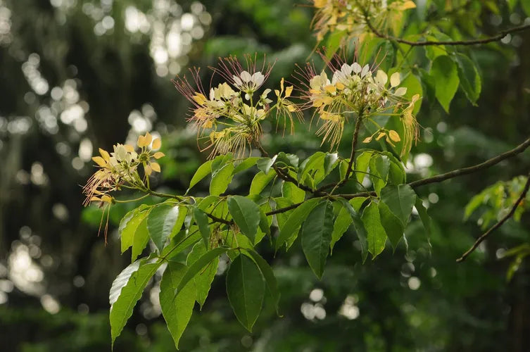 Bees Plant Hub Sacred Garlic Pear (Crateva religiosa) Rare Flowering Live Plant
