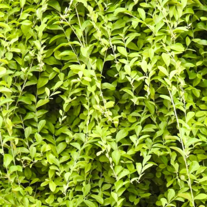 Bees Plant Hub Curtain Creeper (Tarlmounia elliptica) Ornamental Live Plant