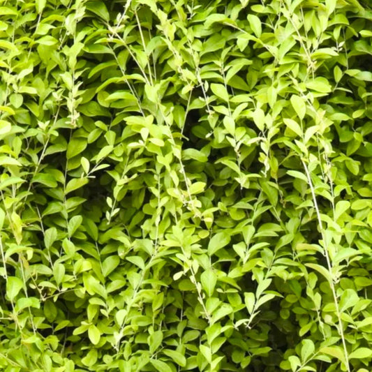 Bees Plant Hub Curtain Creeper (Tarlmounia elliptica) Ornamental Live Plant
