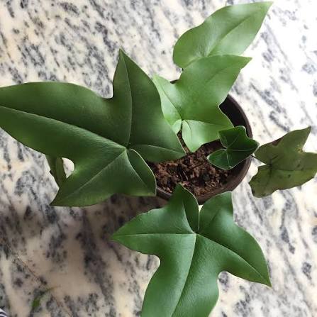 Bees Plant Hub Duck Foot Fern (Doryopteris Ludens) Indoor / Outdoor Live Plant