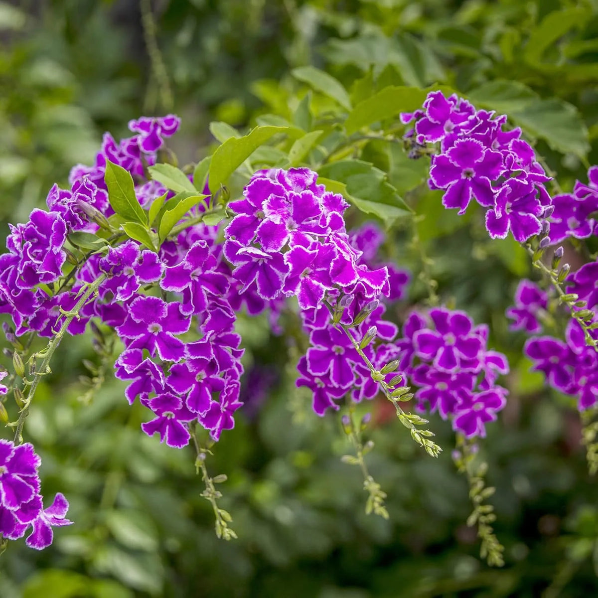 Bees Plant Hub Duranta Erecta Purple Flower with Green Leaves Ornamental Live Plant