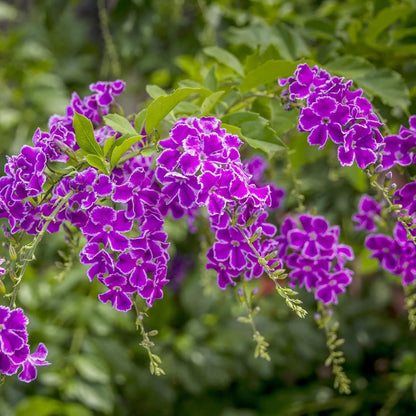 Bees Plant Hub Duranta Erecta Purple Flower with Green Leaves Ornamental Live Plant