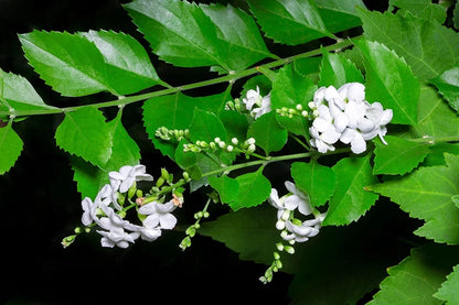 Bees Plant Hub Duranta Erecta White Flower with Green Leaves Ornamental Live Plant