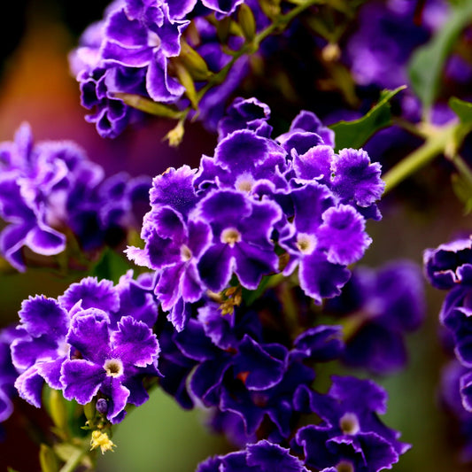 Bees Plant Hub Duranta Erecta Purple Flower with Green Leaves Ornamental Live Plant