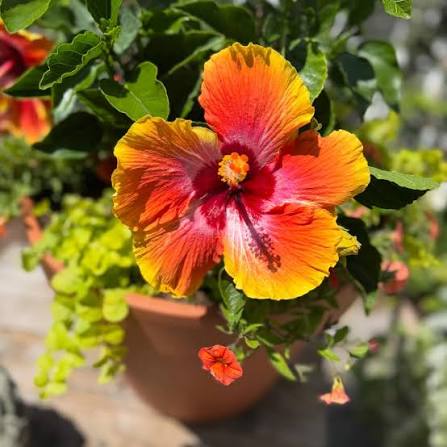 Bees Plant Hub Fiesta Hibiscus All Time Flowering Live Plant