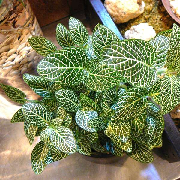 Bees Plant Hub White Fittonia - Nerve Indoor Live Plant