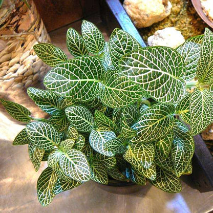 Bees Plant Hub White Fittonia - Nerve Indoor Live Plant